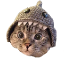 Shark Cat