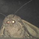 MOTH