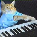 Keyboard Cat(keycatsol.com)