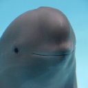 Miharu The Smiling Dolphin