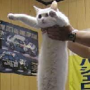 Longcat